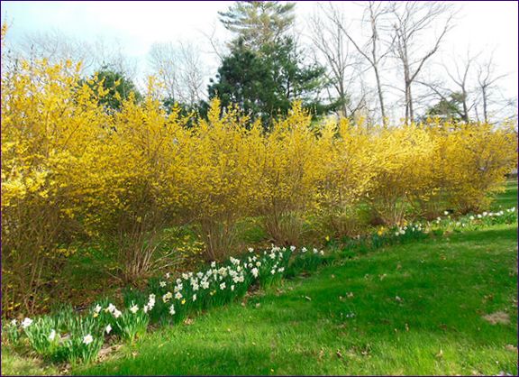 Forsythia