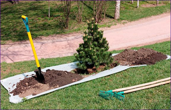 Plantering av barrträd på platsen