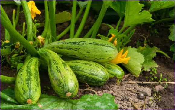 Sorter och egenskaper för odling av zucchini