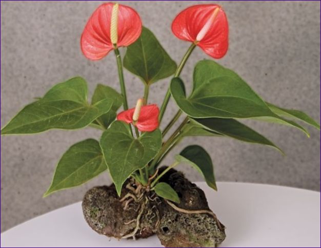 Anthurium