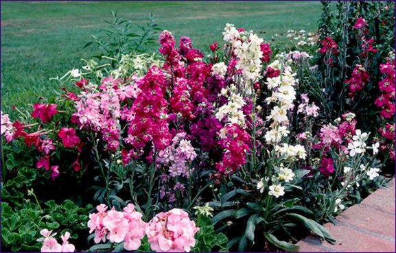 Hydecea odling: Plantering och skötsel