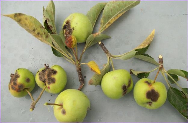 Skadegörare på fruktträd och bekämpningsåtgärder