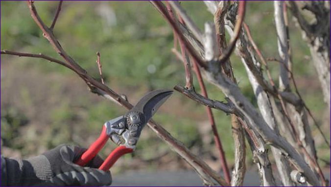 Plantering av blåbär på fältet: Skötsel av grödan, skillnader från blåbären