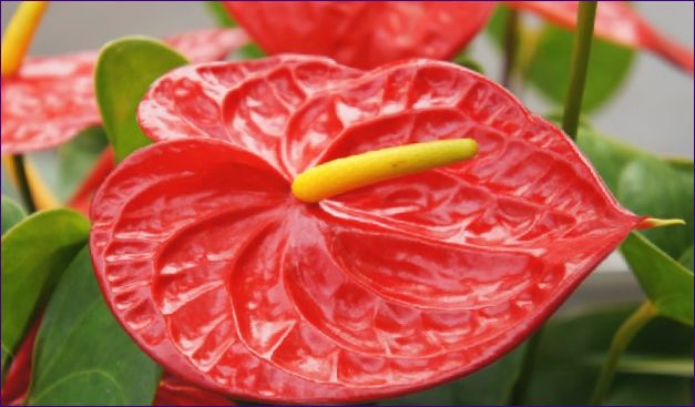 Anthurium - övervintring