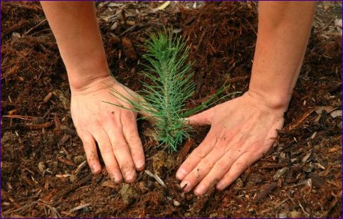 Plantering av barrträd på en tomt