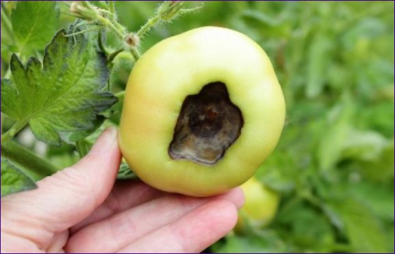 Tomatsjukdomar och åtgärder för att bekämpa dem