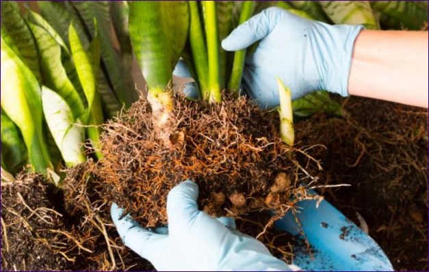 Hur man tar hand om sansevieria hemma: vattning, belysning, gödsling