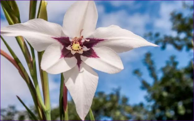 Acidanthera