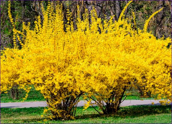 Forsythia - plantering och skötsel i Ural, beskrivning av sorter