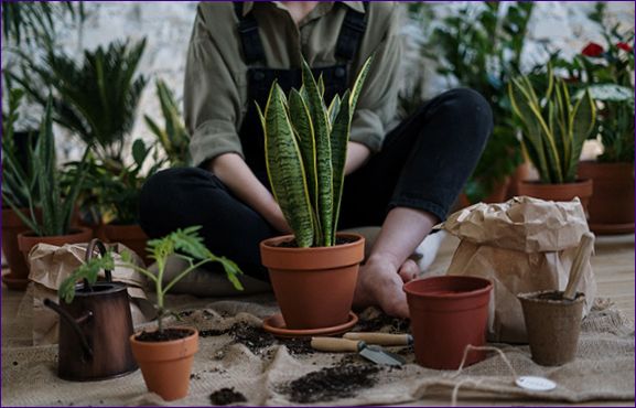 Hur man tar hand om sansevieria hemma: vattning, belysning, näring