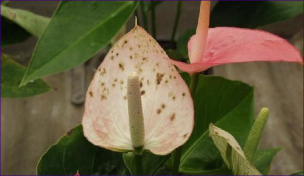 Anthurium - Skadedjur